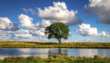 Single and lonely tree near to a lake, meadow and lot of wild grass around, hilly wilderness