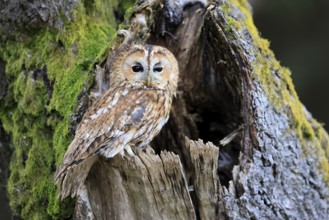 Tawny owl (Strix aluco), adult, perch, on tree, in winter, alert, Bohemian Forest, Czech Republic,