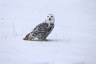 Snowy owl (Nyctea scandiaca), snowy owl, adult, alert, in snow, foraging, in winter, Bohemian