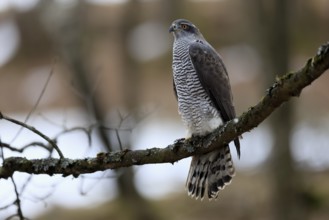 Hawk (Astur gentilis), adult, female, on tree, in winter, alert, Bohemian Forest, Czech Republic,