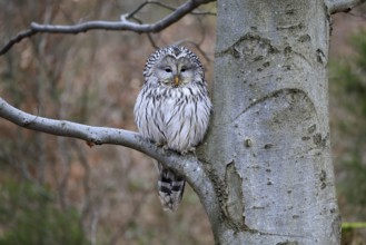 Hawk owl (Strix uralensis), adult, in winter, on tree, on tree trunk, Bohemian Forest, Czech