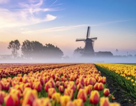 Fog covered landscape in sunrise with tulip fields and windmill in background, AI generated