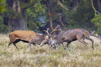 Two rutting red deer (Cervus elaphus) stags fighting by locking antlers during fierce mating battle