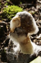 Autumn time in the forest, October, Pilz, Germany