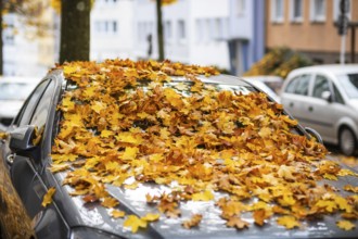 A car is covered with a thick layer of autumn leaves in autumn, Wuppertal, Germany