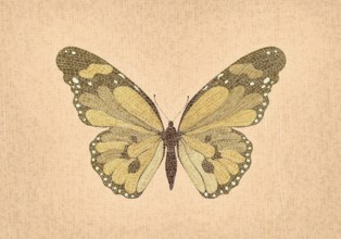 Mosaic art butterfly vector composition
