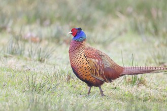 Pheasant, hunting pheasant (Phasianus colchicus), adult male bird in a meadow, wildlife, lembruch,