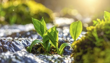 Beautiful spring detailed stream of fresh water, vibrant blooming young green plants, wallpaper