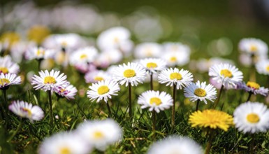 A sunny meadow with daisies in full bloom under bright sunlight, creating a vibrant and cheerful