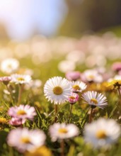 A sunny meadow with daisies in full bloom under bright sunlight, creating a vibrant and cheerful