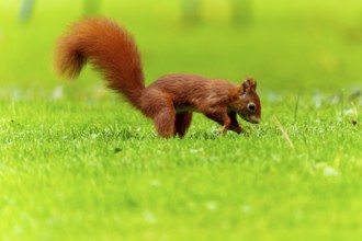 Squirrel (Sciurus vulgaris), wildlife, Germany