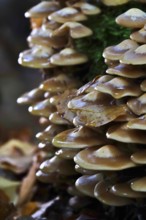 Autumn time, mushrooms in the forest, October, Germany