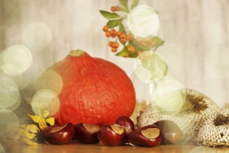 Autumn still life with pumpkin, sunflowers, chestnuts, October, Germany