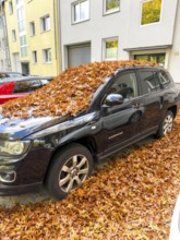 Autumn in town, car parked under deciduous tree, swamp oak, ground and vehicle covered with fallen