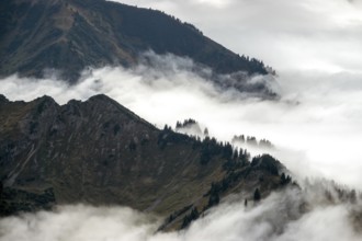 Ridge with conifers sticking out of fog, Allgäu Alps, near Oberstdorf, Oberallgäu, Allgäu, Bavaria,