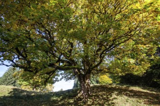 Sycamore tree in autumn colors, Hochleite, near Schwand, Oberstdorf, Oberallgäu, Allgäu, Bavaria,
