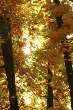 Trees in forest with autumn sun, October, Germany