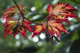 Adenhut leaf maple (Acer japonicum aconitifolium), autumn leaves, Emsland, Lower Saxony, Germany