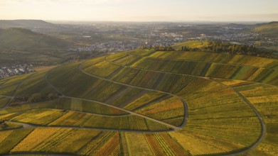 Golden autumn over the vineyards of Weinstadt Beutelsbach, Baden-Württemberg, Germany