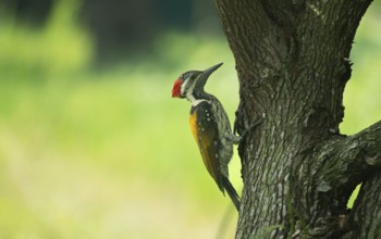 A close-up of a Black-rumped flameback (Dinopium benghalense) on a tree. Sreepur, Gazipur,