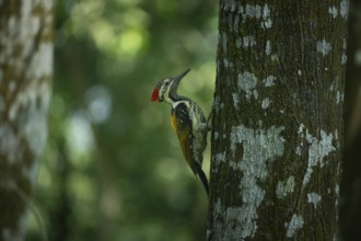 A closeup of a black-rumped flameback (Dynopium benghalense) on a tree in the forest. Sreepur,