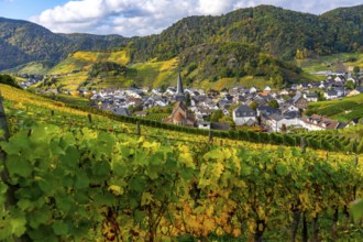 Vineyards in autumn in the central Ahr valley, near Mayschoß, Rhineland-Palatinate