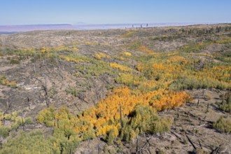 Jacob Lake, Arizona - Aspens show their brilliant fall colors as they revegetate the area burned by