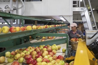 Berrien Springs, Michigan - Fresh apples are sorted and packed at Hildebrand Fruit Farms. Michigan