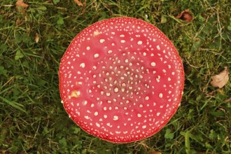 Fairytale toadstool, autumn, Germany