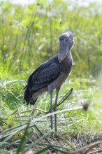 Shoebill (Balaeniceps rex) in the swamps of Mabamba between Papyrus, Lake Victoria, Uganda