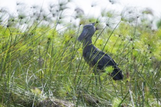 Shoebill (Balaeniceps rex) in the swamps of Mabamba between Papyrus, Lake Victoria, Uganda