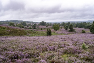 Purple flowering heath, broom heather and juniper bushes, Lüneburg Heath nature reserve, Lower