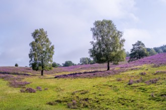 Purple flowering heath, heather and juniper bushes, Lüneburg Heath nature reserve, Lower Saxony,