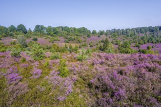 Purple flowering heath, broom heather and juniper bushes, in Totengrund, Wilsede Lüneburg Heath