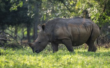 Southern white rhinoceros (Ceratotherium simum simum), Ziwa Rhino Sanctuary, Uganda