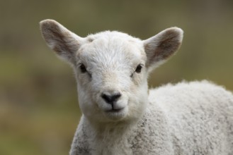 Domestic sheep (Ovis aries) juvenile baby lamb farm animal head portrait in spring, England, United