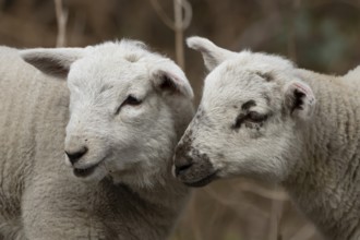 Domestic sheep (Ovis aries) two juvenile baby lambs farm animals greeting each other in spring,