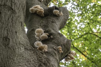 Ringed beech slime moulds (Oudemansiella mucida), Emsland, Lower Saxony, Germany