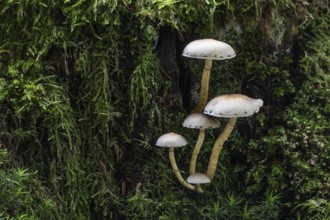 Sulphur tuft (Hypholoma fasciculare) Emsland, Lower Saxony, Germany