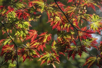 Aconite-leaved maple (Acer japonicum Aconitifolium), Emsland, Lower Saxony, Germany