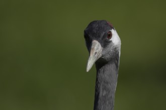 Eurasian or Common crane (Grus grus) adult bird head portrait, England, United Kingdom