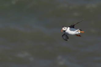 Atlantic puffin (Fratercula arctica) adult sea bird flying, England, United Kingdom
