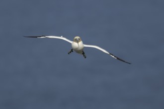 Northern gannet (Morus bassanus) adult sea bird flying, England, United Kingdom