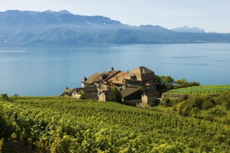 Picturesque village in the vineyards by the lake, Epesses, Lavaux, UNESCO World Heritage Site, Lake