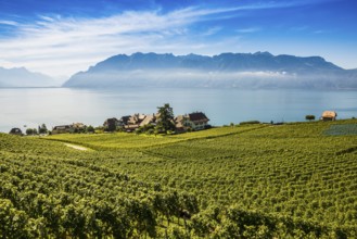 Picturesque village in the vineyards by the lake, Rivaz, Lavaux, UNESCO World Heritage Site, Lake