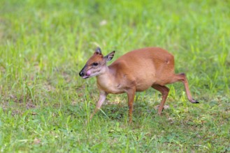 A female Red Forest Duiker (Cephalophus natalensis) stands in a green meadow, eating grass and