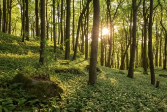 The light of the sun shines in an idyllic beech forest in spring with lush green wild garlic on the