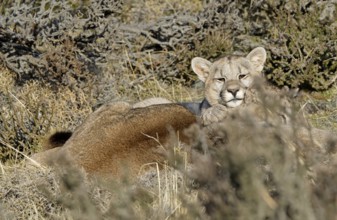 Cougar (Cougar concolor) female with young, Torres del Paine National Park, Chile, South America