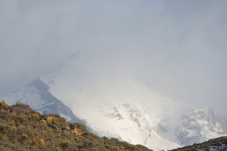Cougar (Cougar concolor), Torres del Paine National Park, Chile, South America