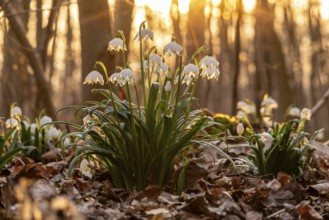 Close-up of spring knotweed (Leucojum vernum) in the forest, also known as marzenbecher, in